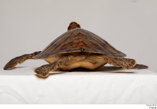 Turtle 8 whole body 0005.jpg